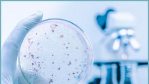 Назначение и виды бактерий для выгребных ям и септиков Растворитель для выгребных ям